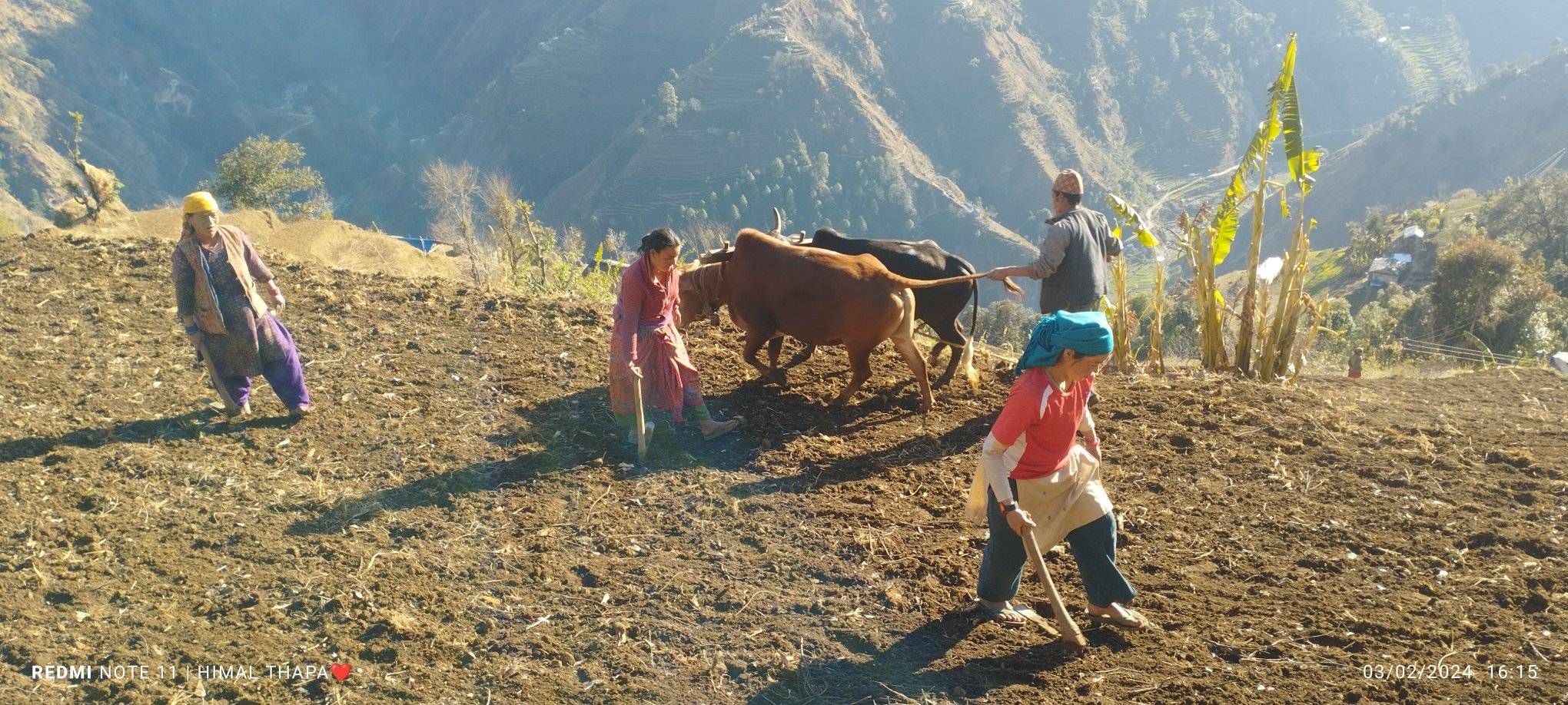 वर्षा र हिमपातपछि  जौ गहुँ छर्दै बाजुराका किसान