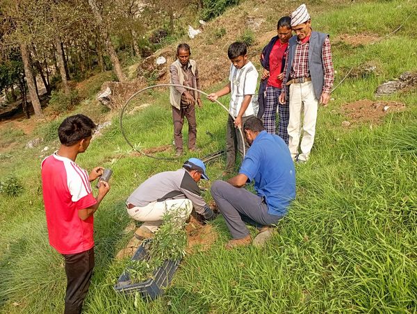 गौमुल गाउँपालिका-४ मा १५० बोट टिमुरका विरुवा रोपिए