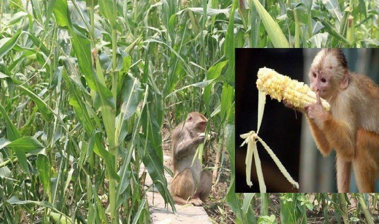 बाँदरले मकै सखाप पार्न थालेपछि गौमुलका किसान चिन्तामा