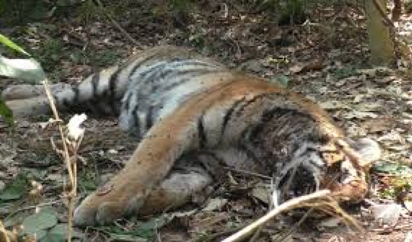 बाजुरामा बाघ मरेको अवस्थामा फेला