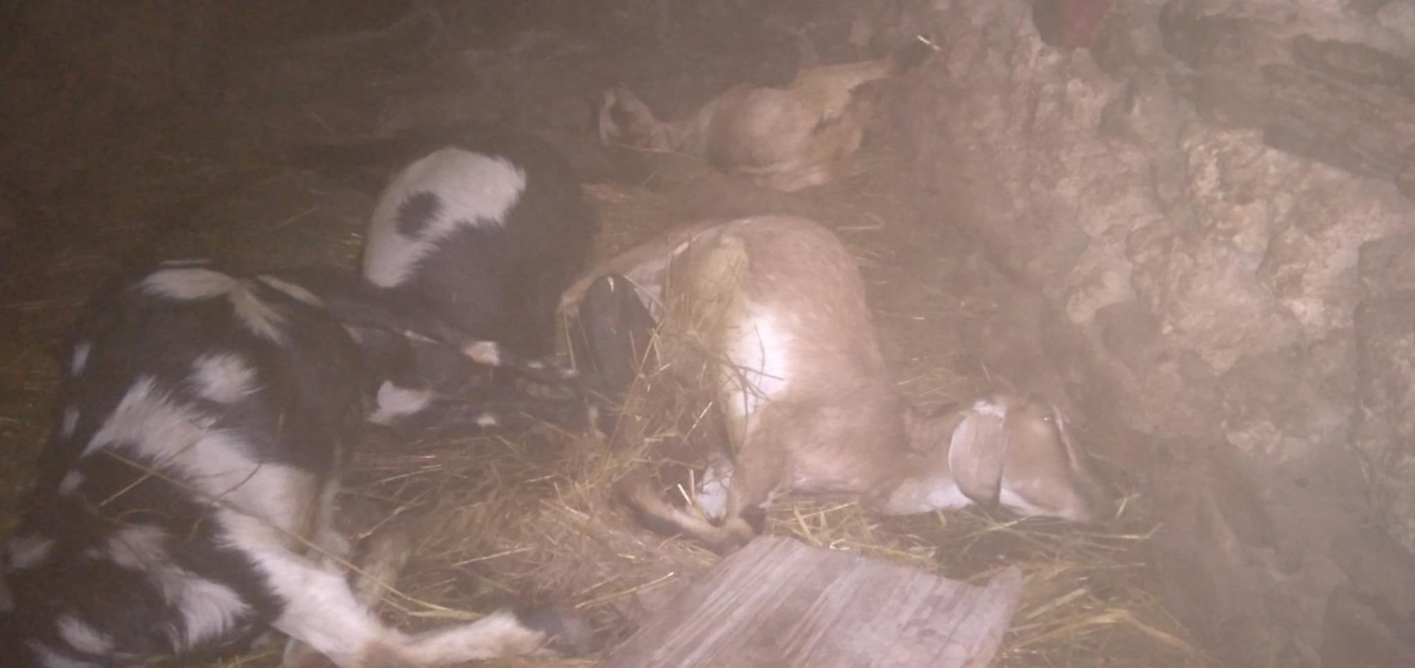 गोठमै बाघ, बाख्रा नष्ट भएपछि गाउँमा त्रास