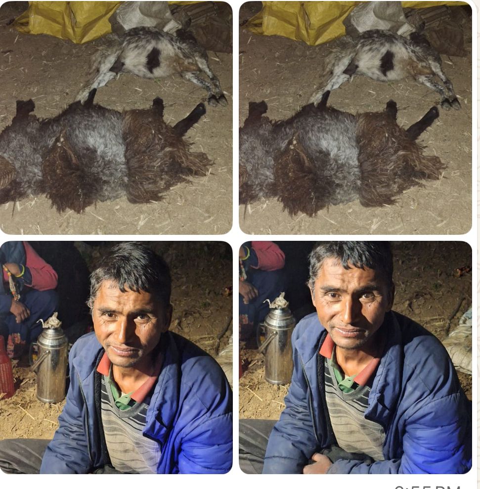 मार्तडीमा अज्ञात रोगले दर्जन बढी भेडा मरे, नगर प्रमुख र प्राविधिकको टोलीद्धारा उपचार