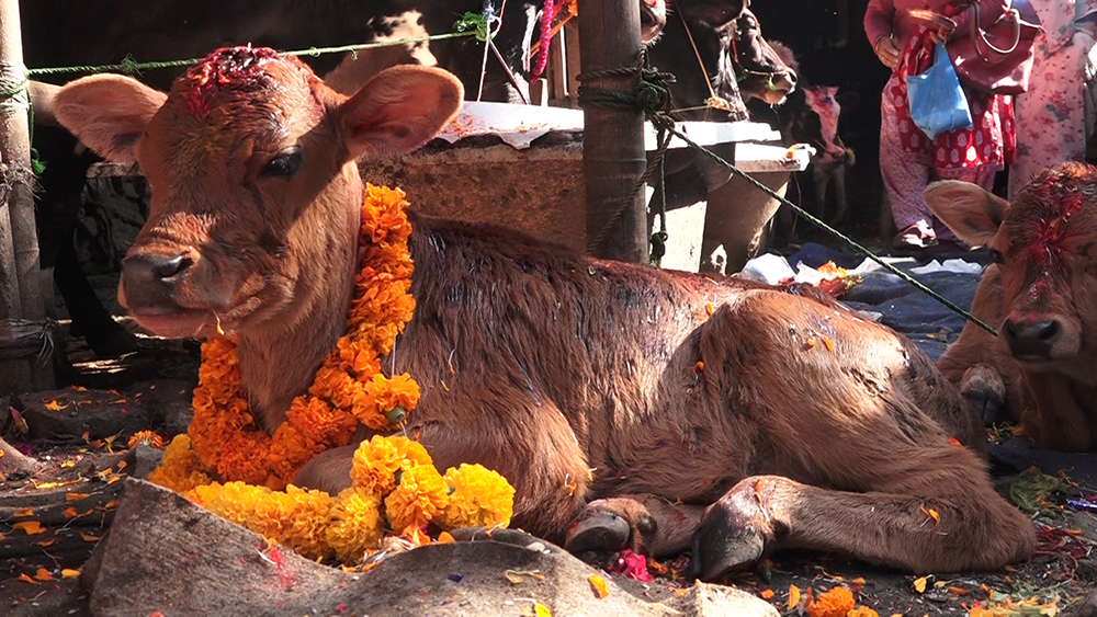 आज कात्तिक शुक्ल प्रतिपदा : गाई र गोरुको पूजा गरी मनाइँदै