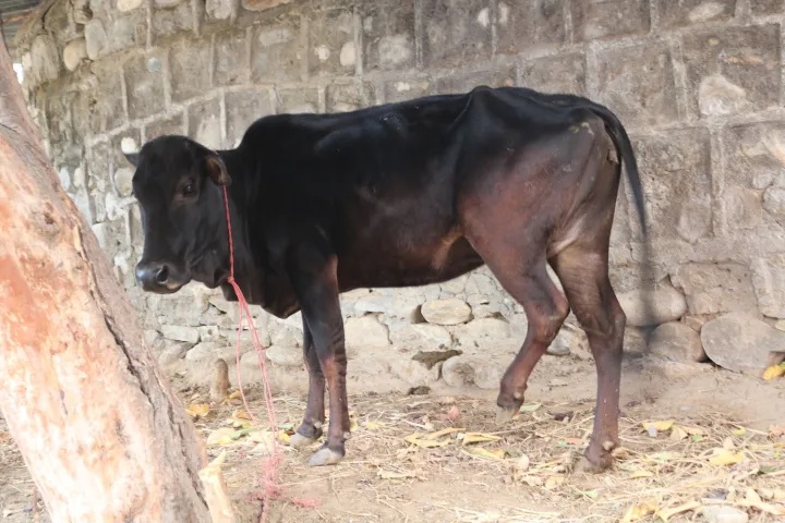 धनगढीमा  गोठबाट गाई चोरी