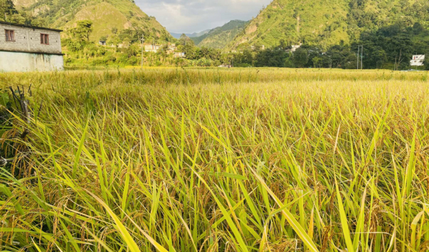 सुदूरपश्चिममा बुधबारदेखि शनिबारसम्म धान नकाट्न विज्ञप्ति