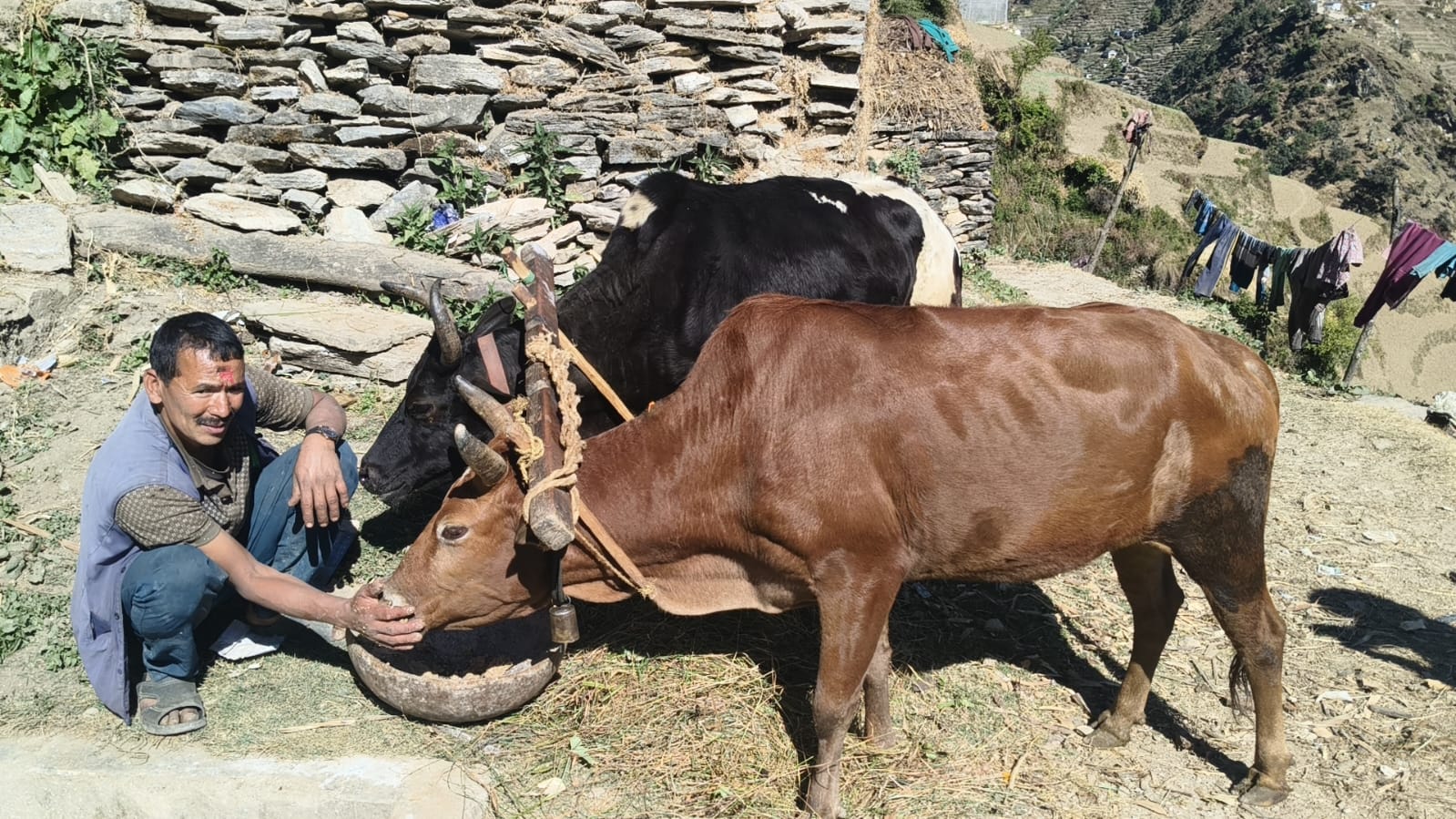 प्रविधिले विस्थापित गर्दै हल गोरु, बाजुरामा संरक्षणका लागि कृषकलाई प्रोत्साहन