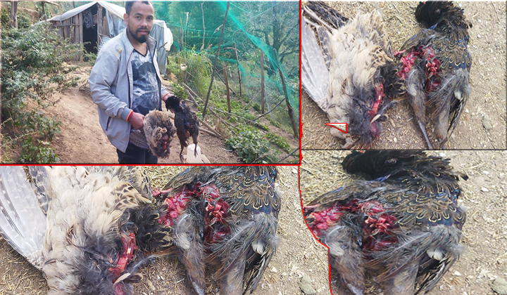 गौमुलको सटेडामा बाघ आतंक : फर्मका ४४ कालिज खायो, गाउँ त्रसित