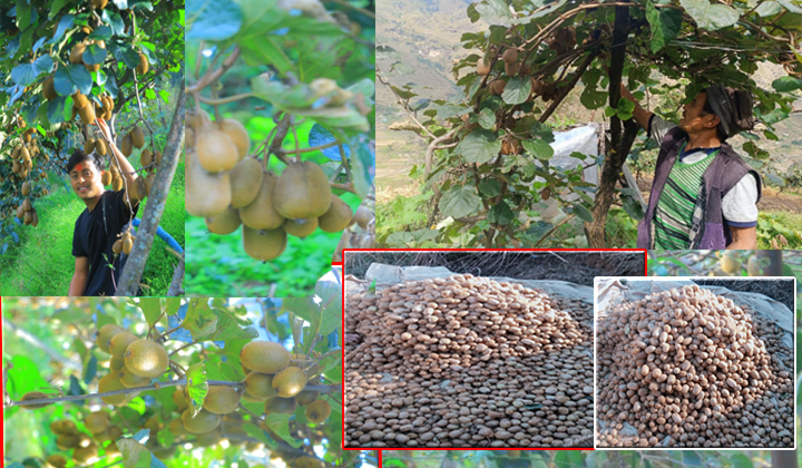 गौमुलमा एउटै बोटमा फल्यो ५० किलो किवी, बजारीकरणमा समस्या