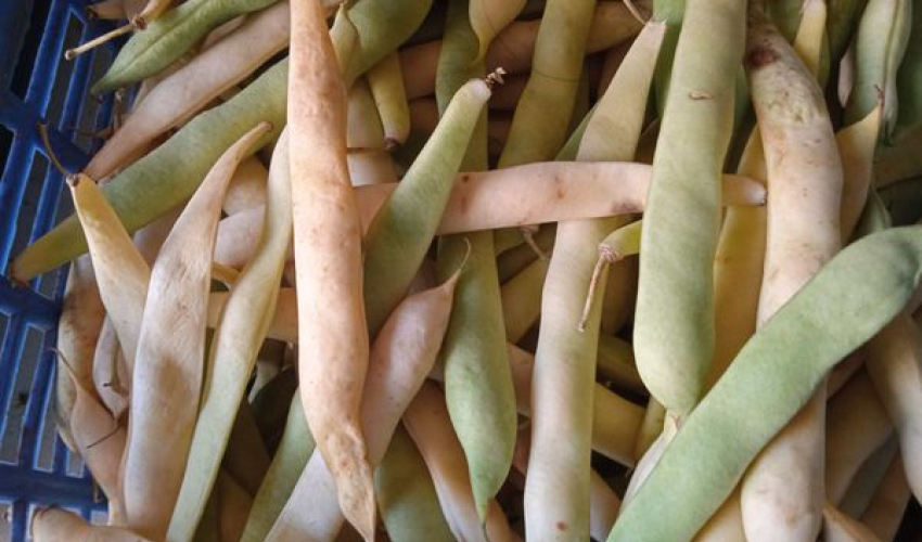 बाजुराको पाँडीका किसानलाई सिमी भित्र्याउने चटारो