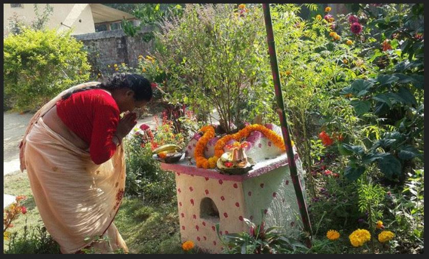 आज हरिशयनी एकादशी, घर घरमा तुलसीको बिरुवा रोपिँदै