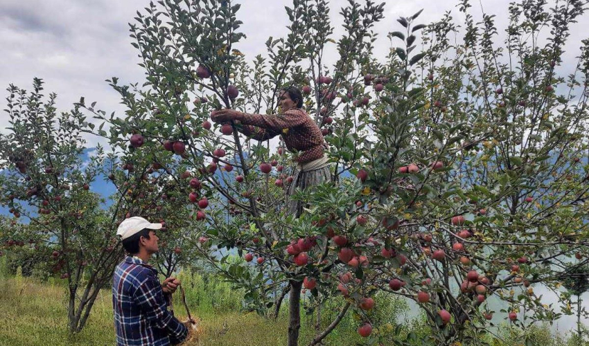 स्याउ फल्छ बारीमा, बजार पुग्दैन : सडक अभावले बाजुराका किसान निराश