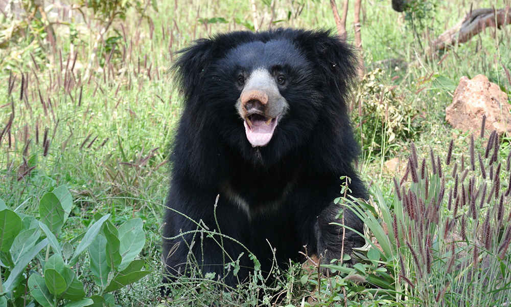 भालुको आक्रमणबाट बाजुराका एक युवक घाइते
