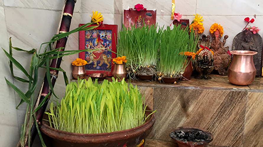 बडादशैँको रौनक शुरू, आज घरघरमा फूलपाती भित्र्याइँदै