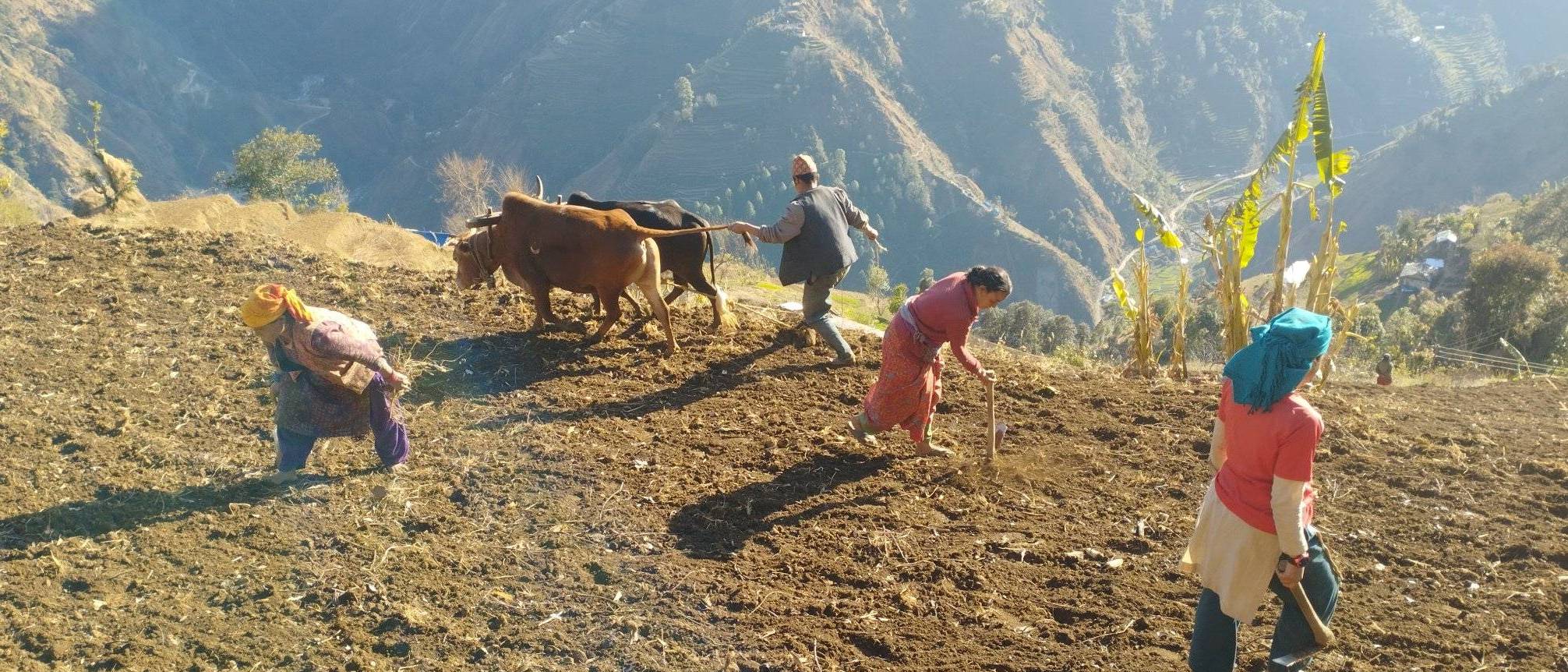 वर्षा र हिमपातपछि  गाैमुल-६ बसालाका किसानलाई गहुँ छर्न भ्याइनभ्याई (फाेटाे फिचर)