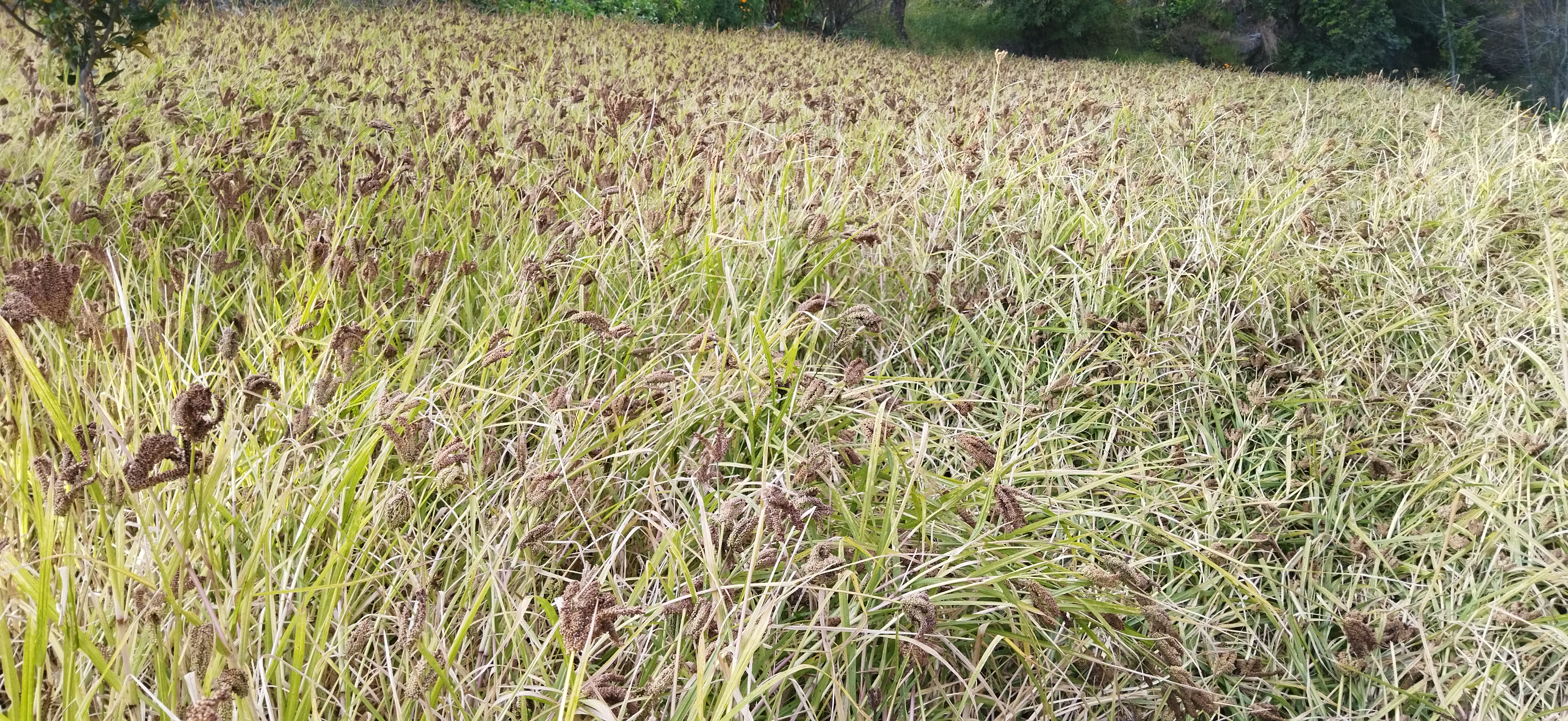 बाजुराबाट १० महिनामा ३ करोडको कोदो र २० लाखकाे स्याउ बाहिरीयो